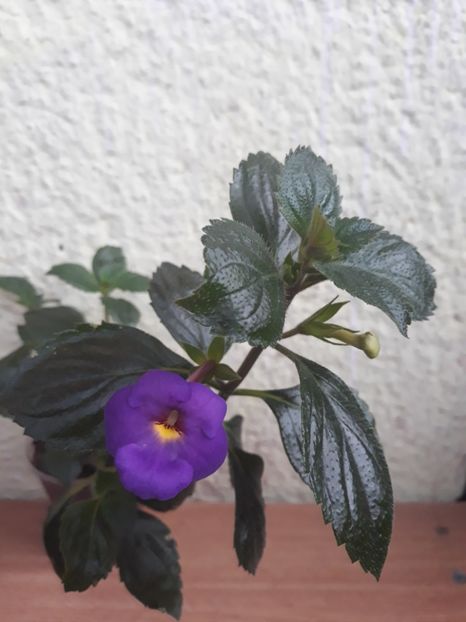  - R19 - RF s Skinerii