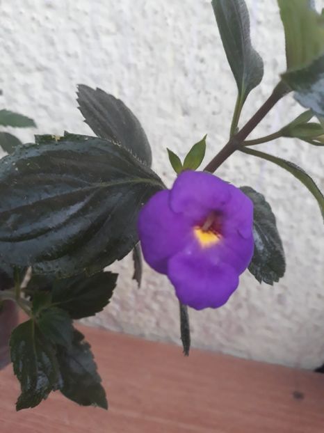  - R19 - RF s Skinerii