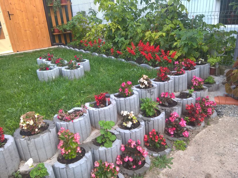  - Flori curte 2019-2021