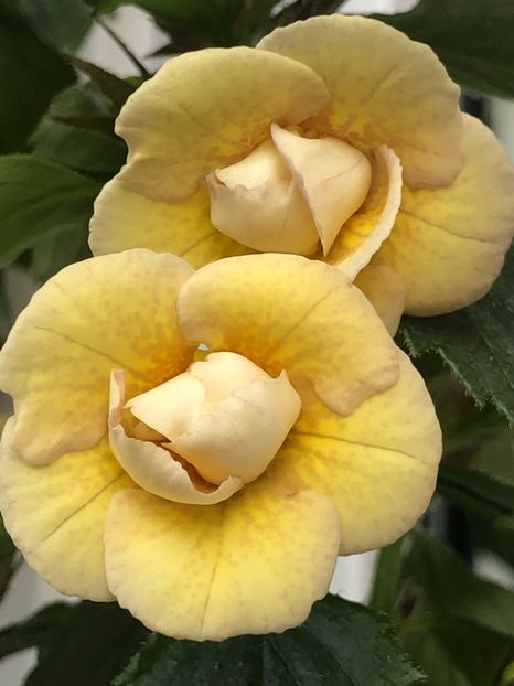 04B31C7F-747A-47BE-A8E7-389FD135FC15 - Lena Vera - S Saliba