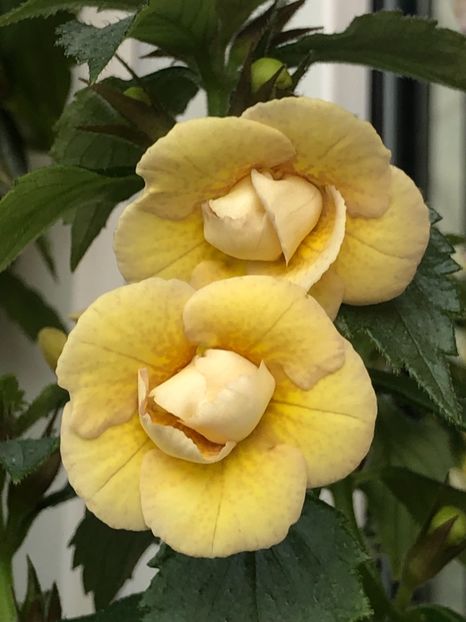 4370F4C9-F1C4-407D-86DC-A199F61937DD - Lena Vera - S Saliba