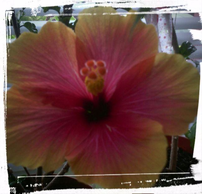  - HIBISCUSI - 2019_2021-2022-2023