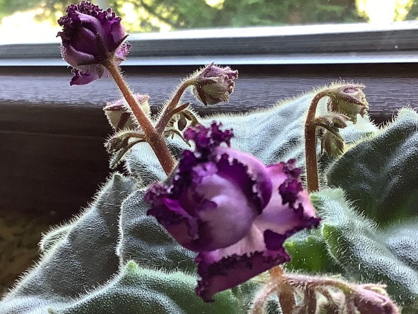  - Midnight Twist sport