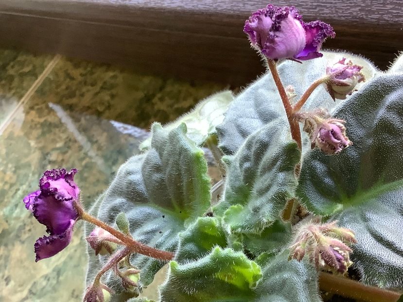  - Midnight Twist sport