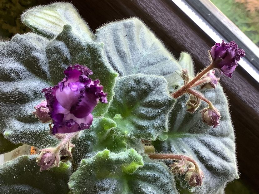  - Midnight Twist sport