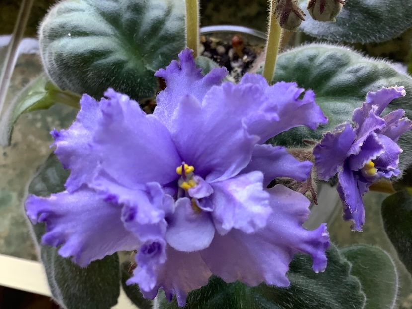 5B461A2B-6C7F-469B-9BCF-FE86459FF598 - Blue Dragon