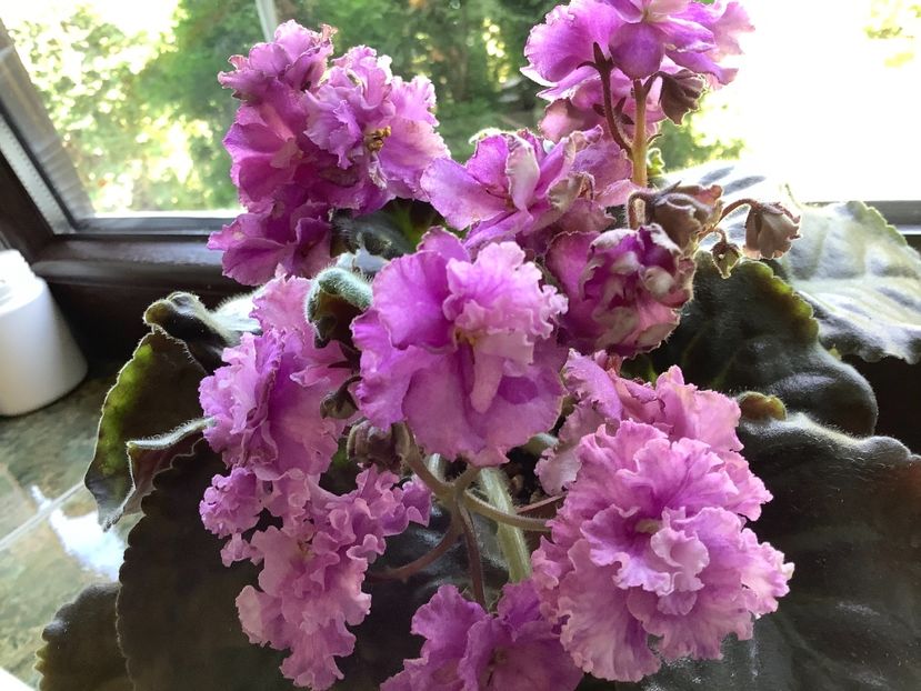 B0DBBBE9-7E77-41CC-BC98-C9A4142F5EE0 - AA Violetbarn