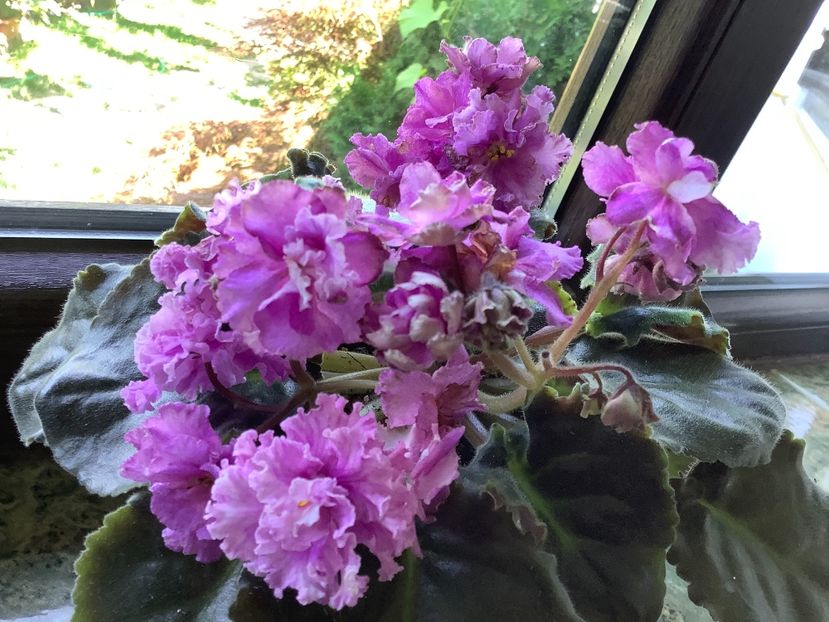 54C37370-2534-49C8-AE31-E76A7FFDE31B - AA Violetbarn