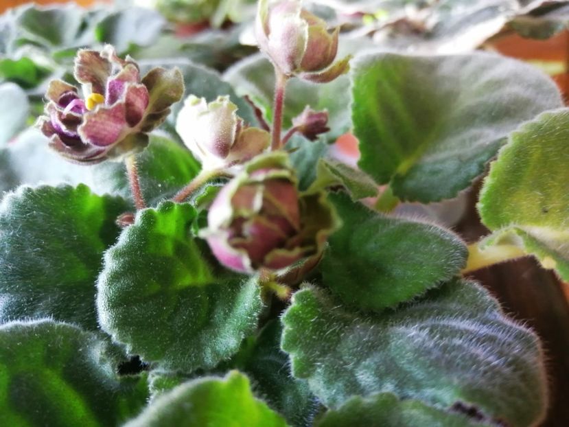  - Le Malachitovaja Rosa