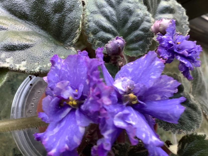 EB1C6234-53CC-4210-A950-E0A33B3EE9AB - AA Violetbarn