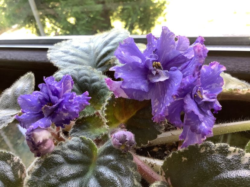 B1613464-A2F0-41E0-BB77-B57ACF5DF50B - AA Violetbarn