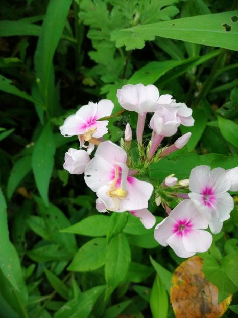  - Flori la balta 2019