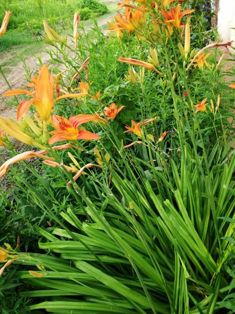  - Flori la balta 2019