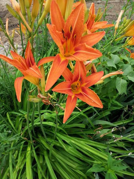  - Flori la balta 2019