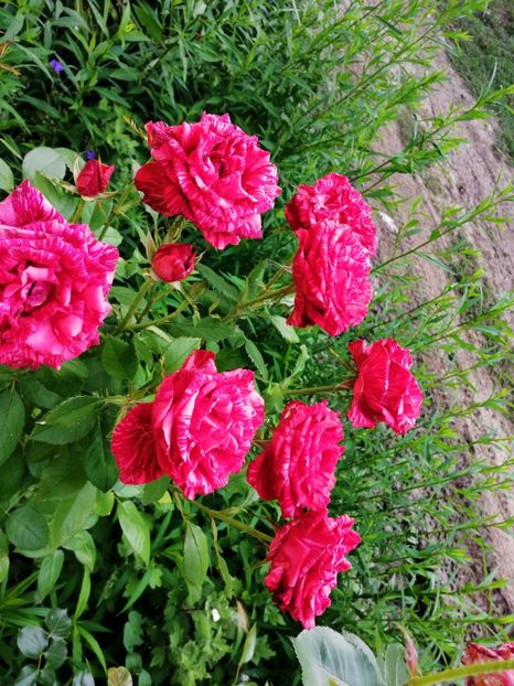  - Flori la balta 2019