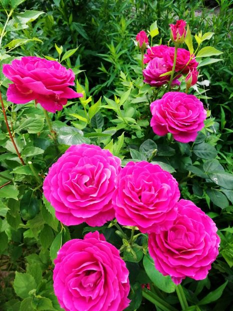  - Flori la balta 2019