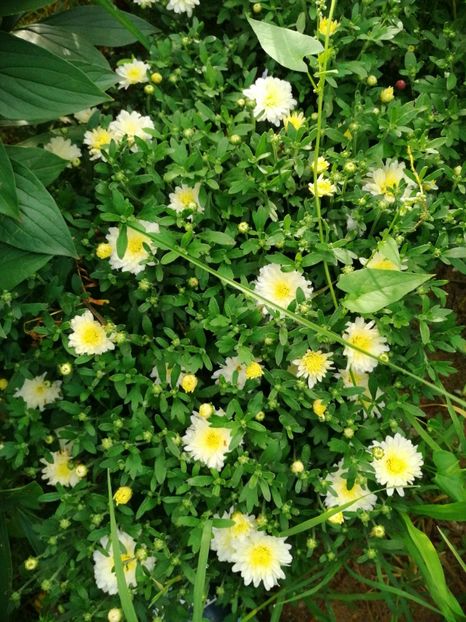  - Flori la balta 2019