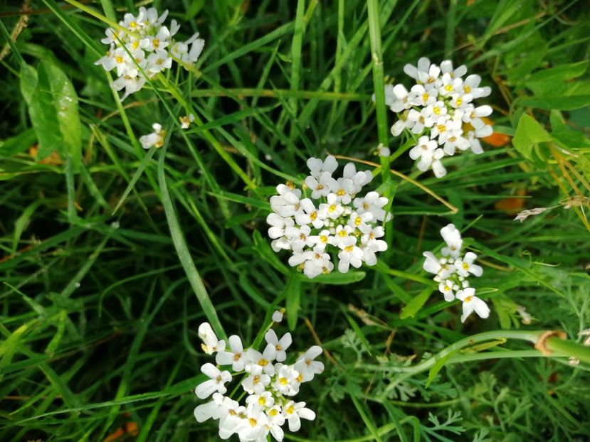  - Flori la balta 2019