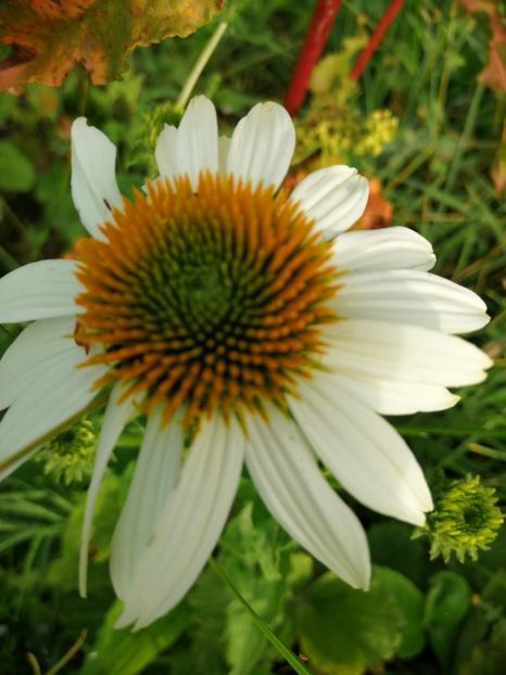  - Flori la balta 2019