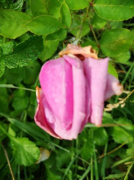  - Flori la balta 2019