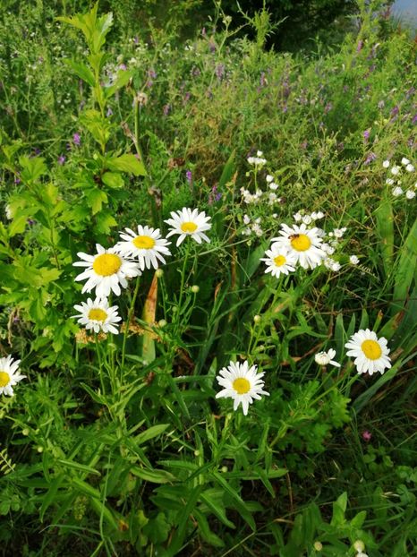  - Flori la balta 2019