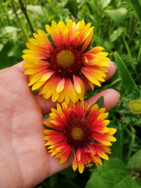  - Flori la balta 2019