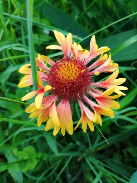  - Flori la balta 2019