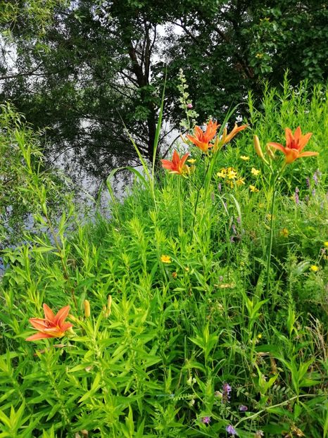  - Flori la balta 2019