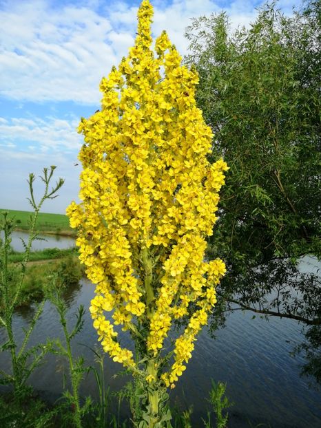  - Flori la balta 2019