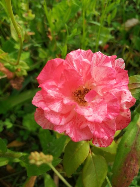  - Flori la balta 2019