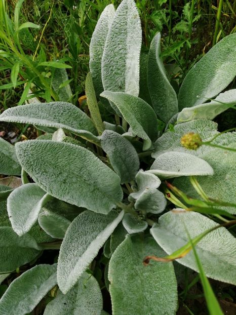  - Flori la balta 2019