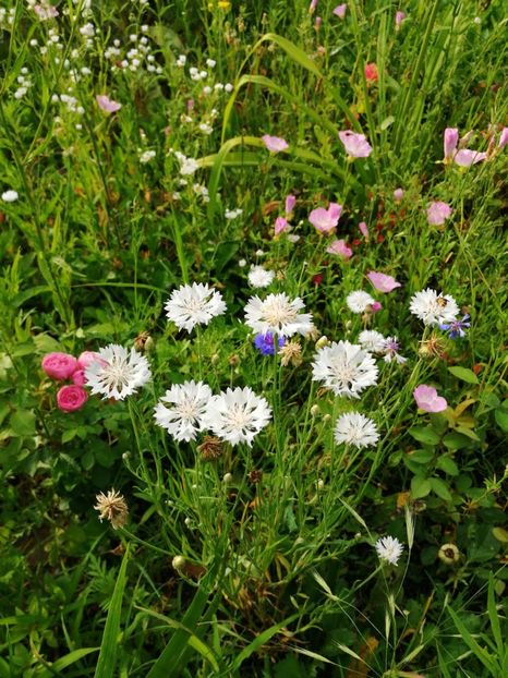  - Flori la balta 2019