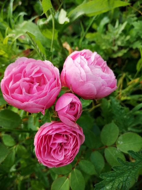  - Flori la balta 2019