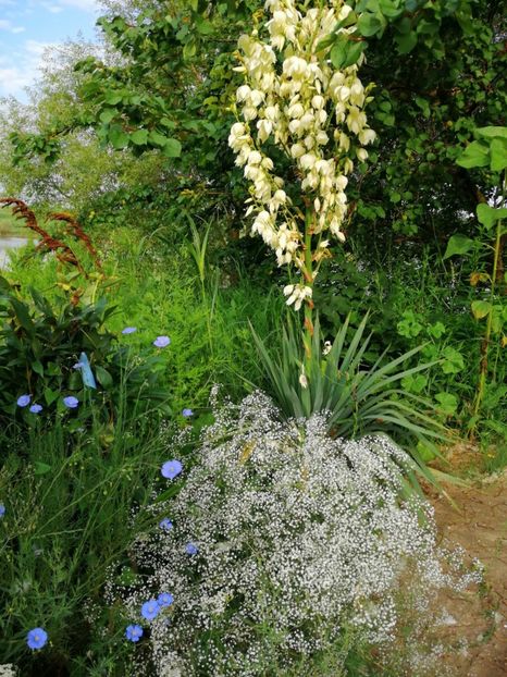  - Flori la balta 2019