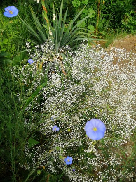  - Flori la balta 2019