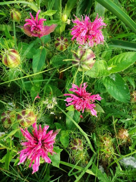  - Flori la balta 2019