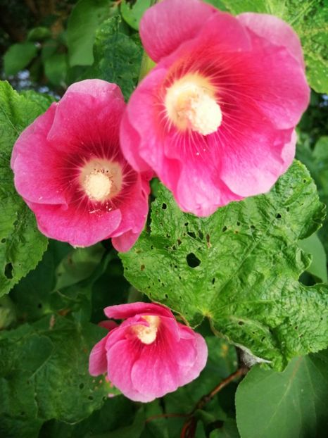  - Flori la balta 2019