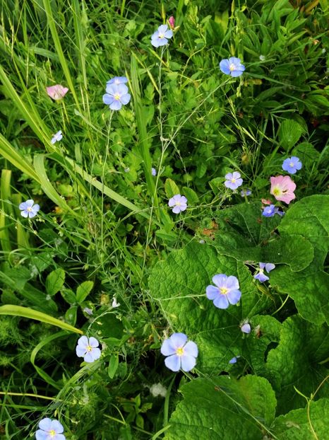  - Flori la balta 2019