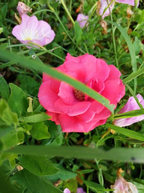  - Flori la balta 2019