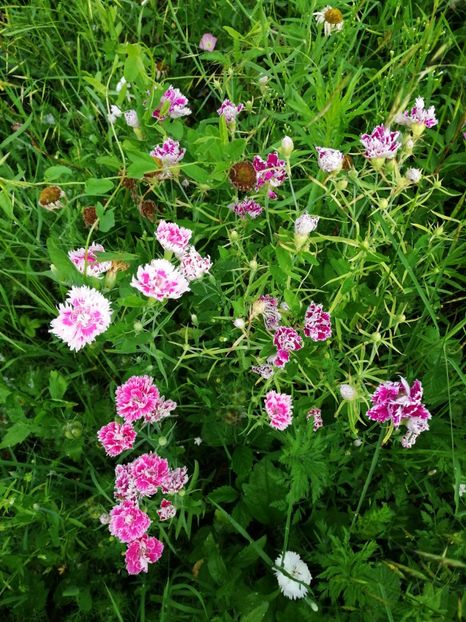  - Flori la balta 2019