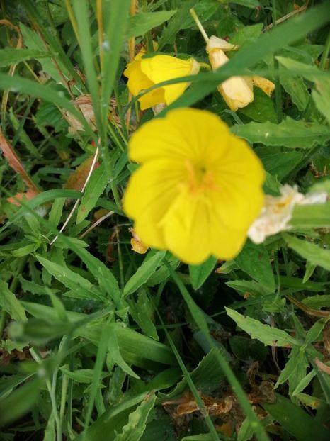 Oenothera pitica - Flori la balta 2019