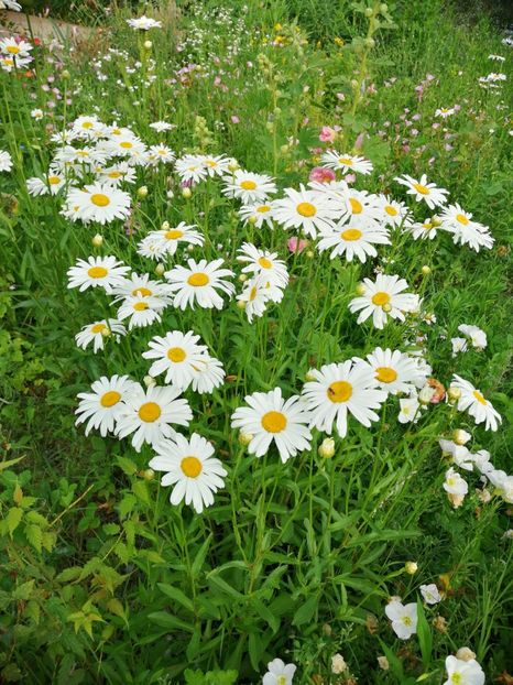  - Flori la balta 2019