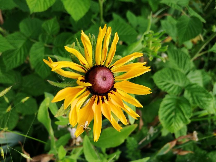 RudbekiA - Flori la balta 2019