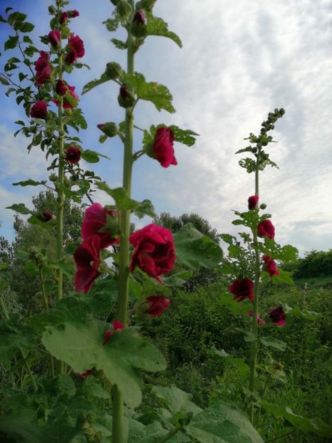  - Flori la balta 2019