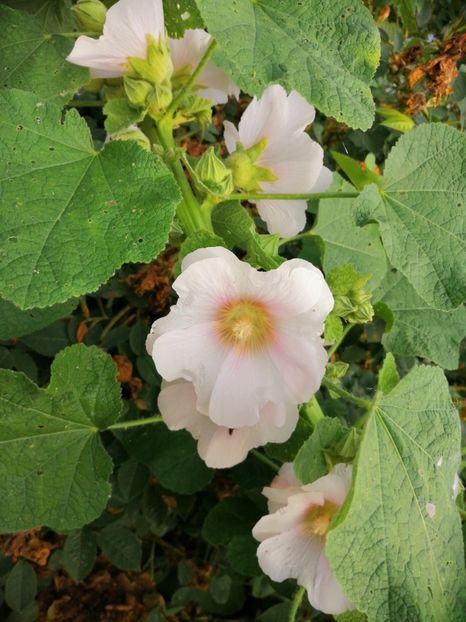  - Flori la balta 2019