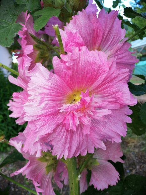  - Flori la balta 2019