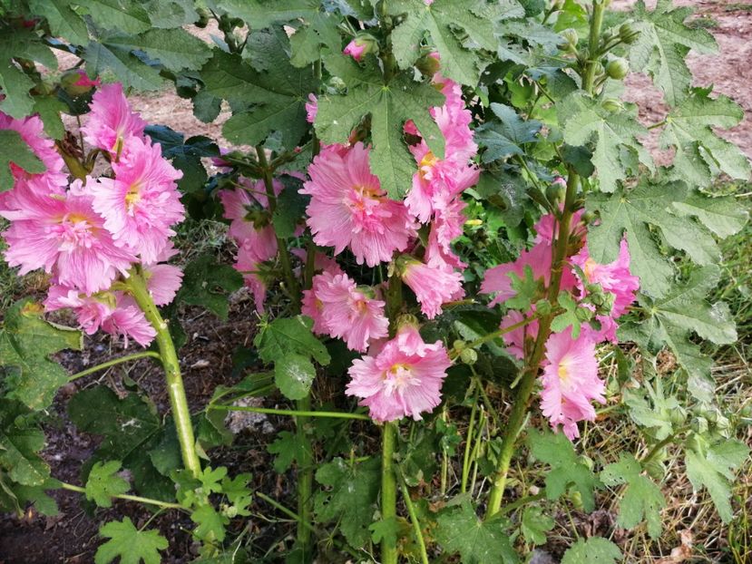  - Flori la balta 2019