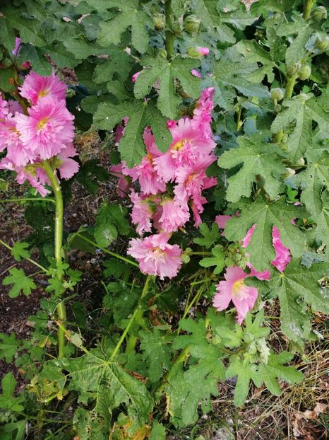  - Flori la balta 2019