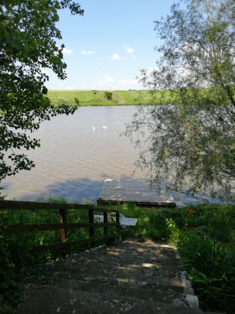  - Flori la balta 2019