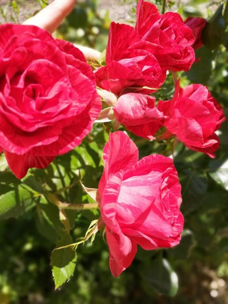  - Flori la balta 2019